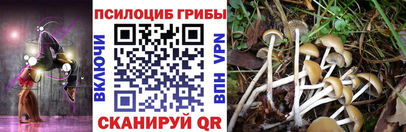 цена наркотик  Звенигово  Галлюциногенные грибы Psilocybine cubensis 